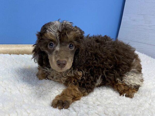 Poodle Mini Dog Male Chocolate Merle 21776 Petland Batavia, Illinois