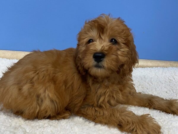 Goldendoodle Mini 2nd Gen Dog Female Red 21750 Petland Batavia, Illinois