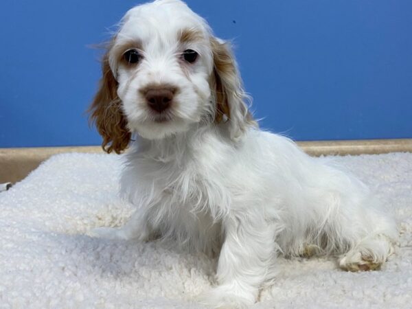 Cockapoo Dog Female Red and White 21755 Petland Batavia, Illinois