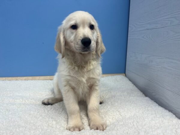 Golden Retriever-Dog-Male-Light Golden-21765-Petland Batavia, Illinois