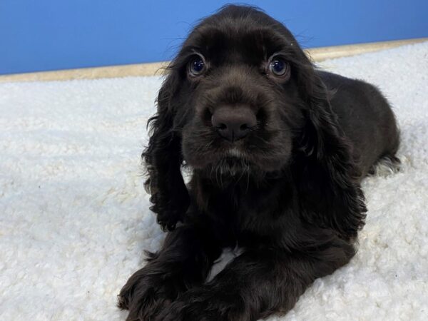 Cocker Spaniel-Dog-Female-Chocolate-21759-Petland Batavia, Illinois