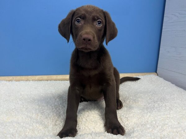 Labrador Retriever Dog Male Chocolate 21775 Petland Batavia, Illinois