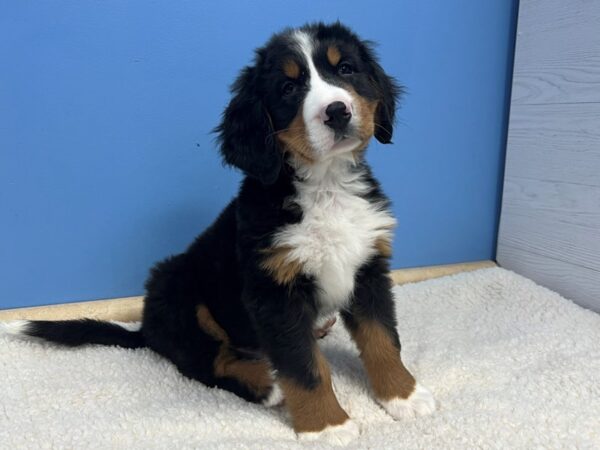 Bernese Mountain Dog Dog Male Black Rust / White 21743 Petland Batavia, Illinois