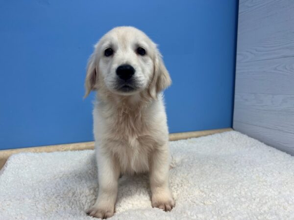 Golden Retriever Dog Female Light Golden 21766 Petland Batavia, Illinois