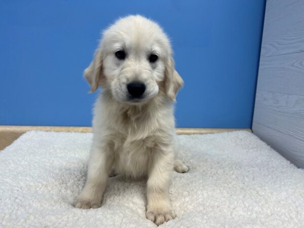 Golden Retriever Dog Male Light Golden 21764 Petland Batavia, Illinois