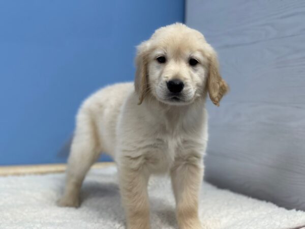 Golden Retriever-Dog-Female-Golden-21772-Petland Batavia, Illinois