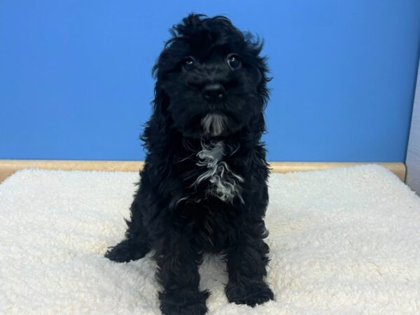 Cockapoo Dog Male Black 21754 Petland Batavia, Illinois