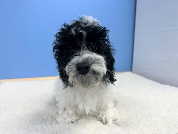 Cockapoo-Dog-Female-Black and White-21753-Petland Batavia, Illinois