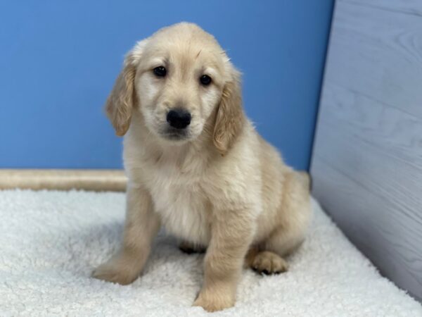 Golden Retriever Dog Female Golden 21773 Petland Batavia, Illinois