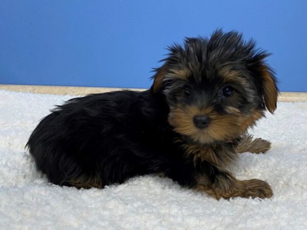 Yorkshire Terrier-Dog-Female-Black and Tan-21778-Petland Batavia, Illinois