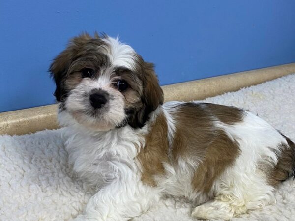 Teddy Bear Dog Female Brown and White 21768 Petland Batavia, Illinois