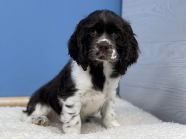 Cocker Spaniel Dog Male Chocolate & White 21758 Petland Batavia, Illinois