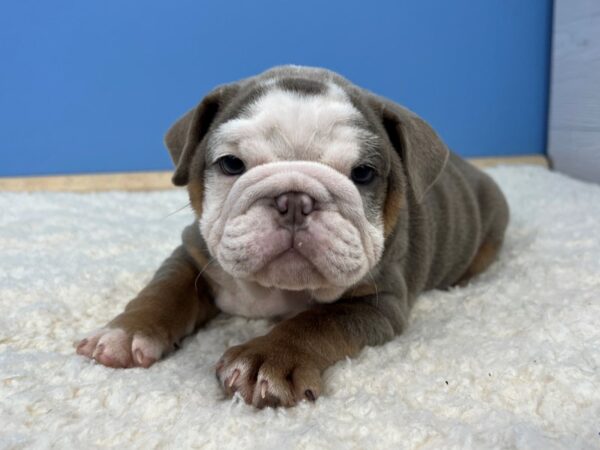 English Bulldog Dog Male Lilac 21723 Petland Batavia, Illinois