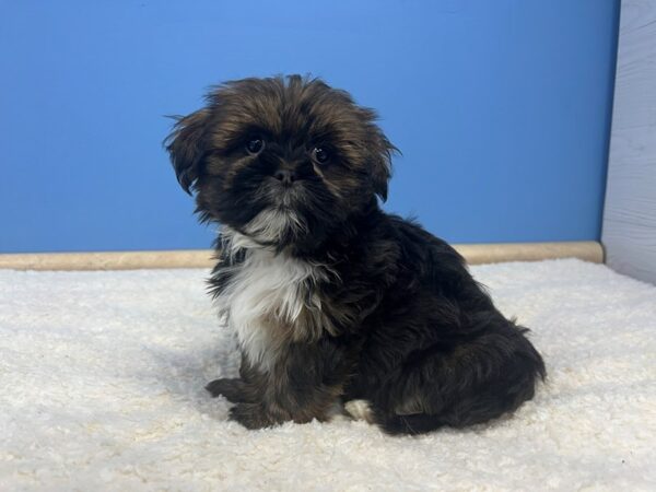 Lhasa Apso-Dog-Female-Red Gold-21779-Petland Batavia, Illinois