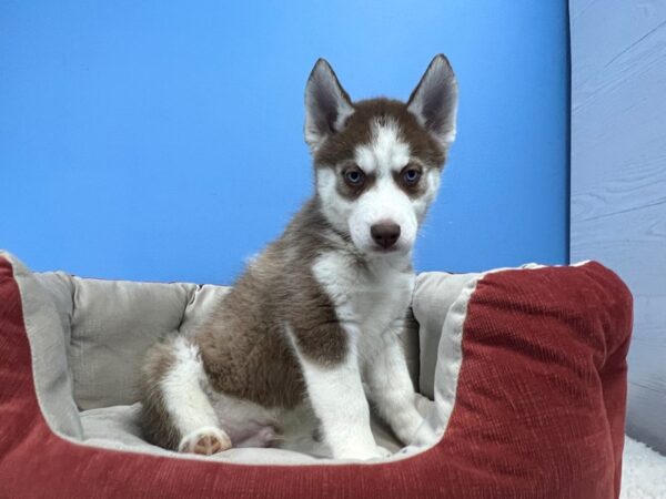 Siberian Husky Dog Male Red and White 21783 Petland Batavia, Illinois