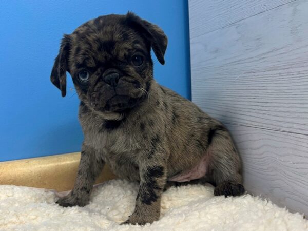 Pug Dog Male Blue Roan 21782 Petland Batavia, Illinois