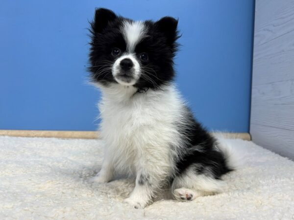 Pomeranian Dog Female Black and White 21788 Petland Batavia, Illinois