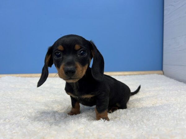 Dachshund Dog Female Black and Tan 21786 Petland Batavia, Illinois