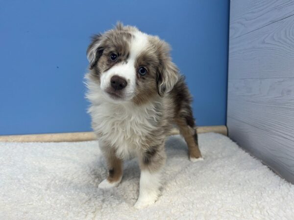 Miniature Australian Shepherd Dog Male Red Merle 21804 Petland Batavia, Illinois