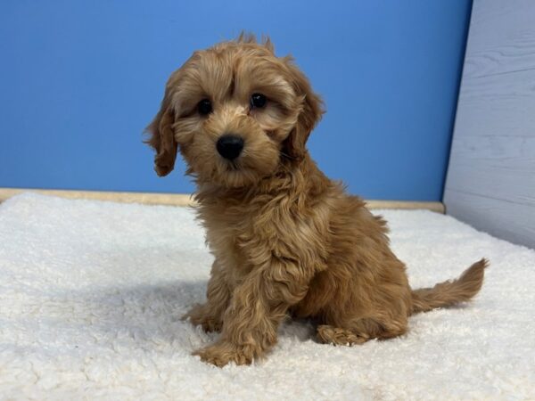 Goldendoodle Mini 2nd Gen-Dog-Female-Red-21791-Petland Batavia, Illinois