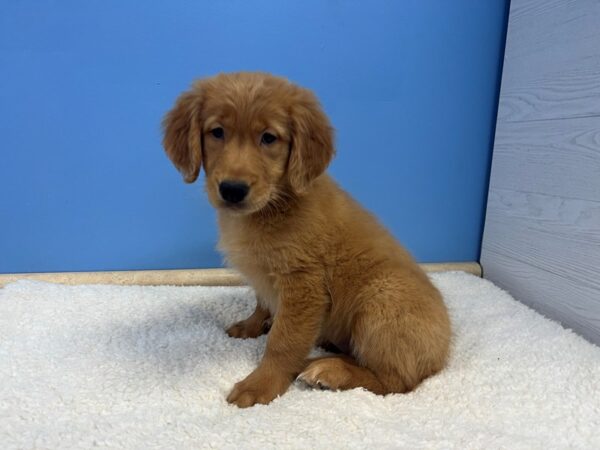 Golden Retriever Dog Female Golden 21793 Petland Batavia, Illinois