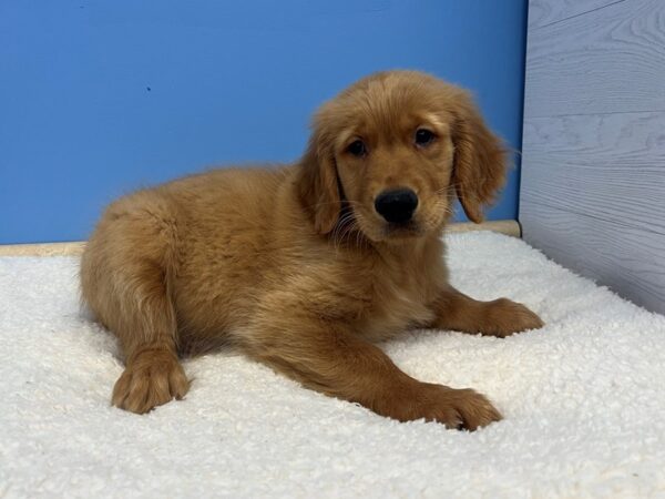 Golden Retriever Dog Male Golden 21792 Petland Batavia, Illinois