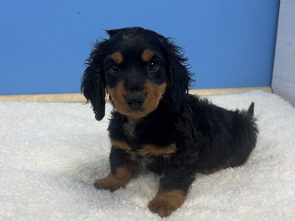 Dachshund Dog Male Black and Tan 21801 Petland Batavia, Illinois