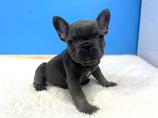 French Bulldog Dog Male Blue 21802 Petland Batavia, Illinois