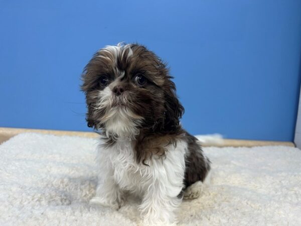 Shih Tzu Dog Female White / Gold 21672 Petland Batavia, Illinois