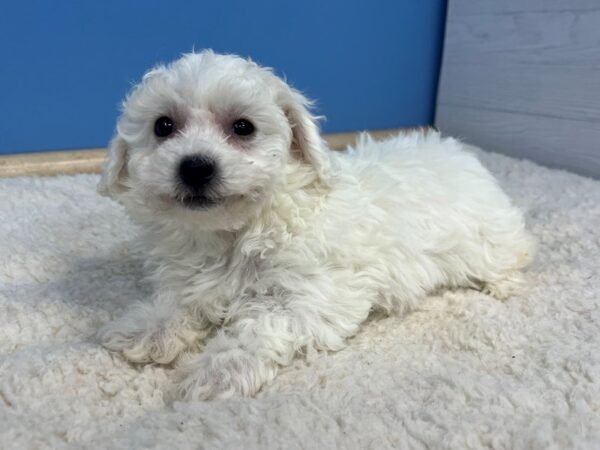 Bichon Frise Dog Female White 21695 Petland Batavia, Illinois