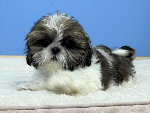 Shih Tzu Dog Female Brindle / White 21716 Petland Batavia, Illinois