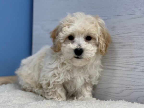 Bichon-Poo Dog Male Cream 21688 Petland Batavia, Illinois