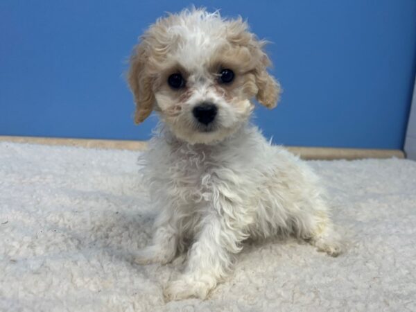 Cavachon Dog Female White and Apricot 21717 Petland Batavia, Illinois