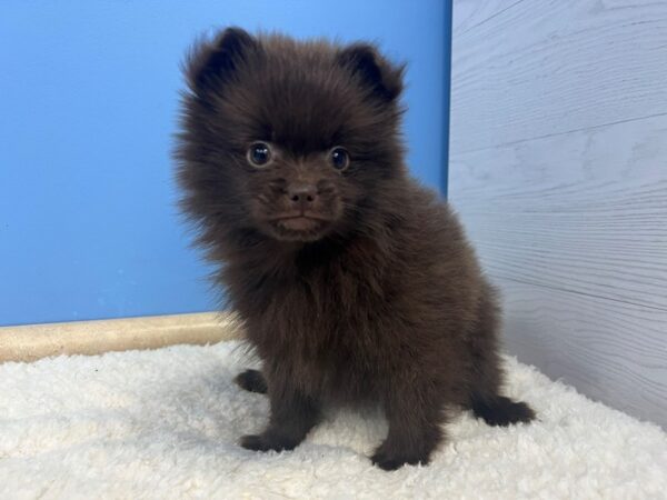 Pomeranian Dog Male Chocolate 21726 Petland Batavia, Illinois