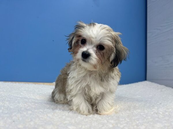 Havachon-Dog-Male-Gold / White-21731-Petland Batavia, Illinois