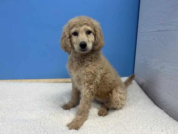 Goldendoodle 2nd Gen Dog Female Golden 21733 Petland Batavia, Illinois