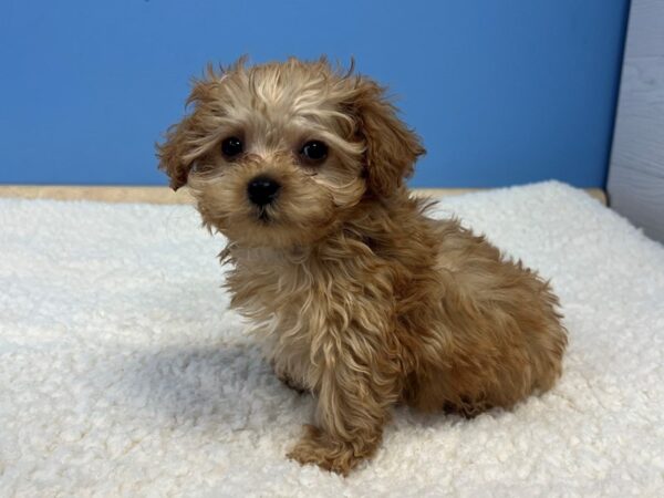 Mini Goldendoodle 2nd Gen-Dog-Male-Red-21742-Petland Batavia, Illinois