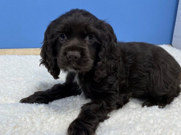 Cocker Spaniel Dog Female Chocolate 21760 Petland Batavia, Illinois