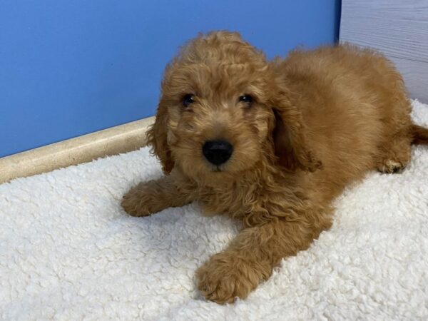 Goldendoodle Mini 2nd Gen-Dog-Male-Red-21749-Petland Batavia, Illinois