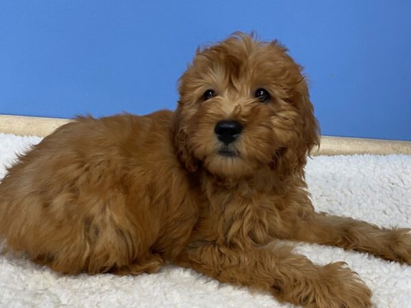 [#21750] Red Female Goldendoodle Mini 2nd Gen Puppies For Sale