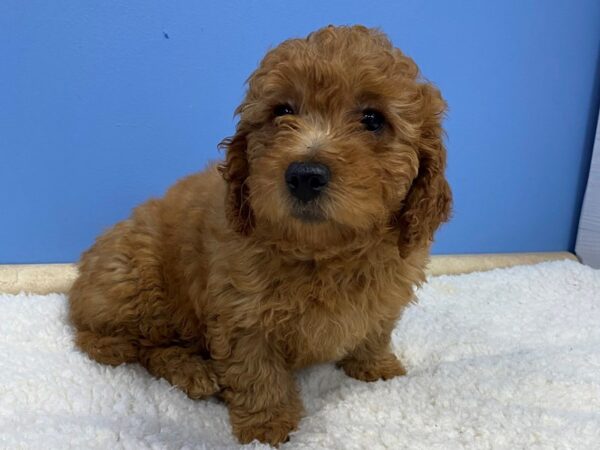 Goldendoodle Mini 2nd Gen Dog Female Red 21752 Petland Batavia, Illinois