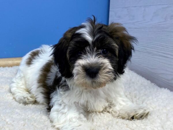 Teddy Bear Dog Male Brown and White 21767 Petland Batavia, Illinois