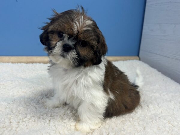 Shih Tzu Dog Female Brown and White 21763 Petland Batavia, Illinois