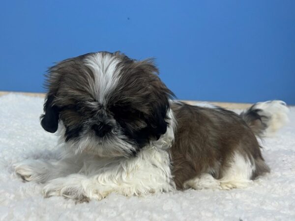 Shih Tzu-Dog-Male-Brown and White-21761-Petland Batavia, Illinois