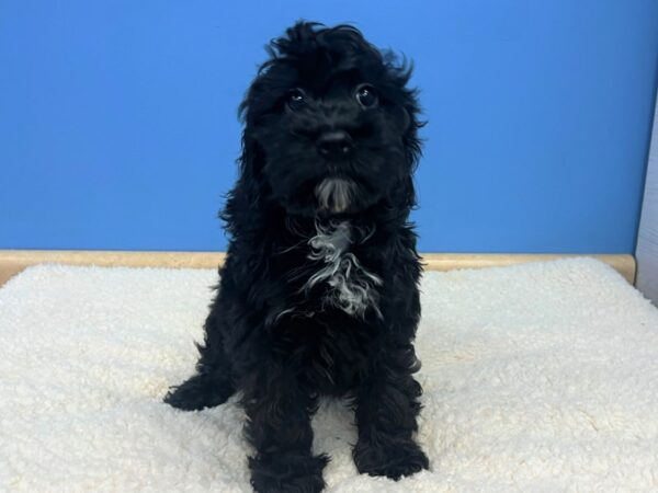[#21754] Black Male Cockapoo Puppies For Sale