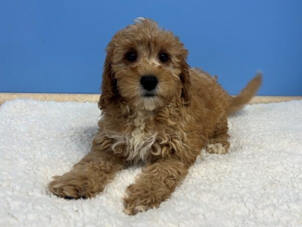 Goldendoodle Mini 2nd Gen Dog Female Red 21751 Petland Batavia, Illinois