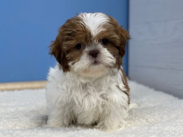 Shih Tzu Dog Female Brown and White 21762 Petland Batavia, Illinois