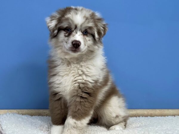 Australian Shepherd Dog Female Red Merle 21774 Petland Batavia, Illinois