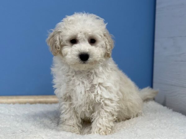 Bichon Poo Dog Male Cream 21756 Petland Batavia, Illinois