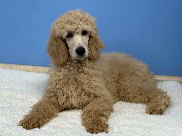 Standard Poodle-Dog-Male-Apricot-21728-Petland Batavia, Illinois